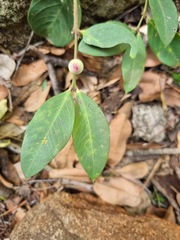 Acokanthera oppositifolia