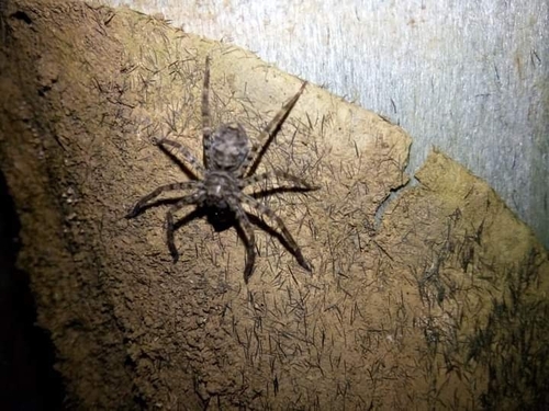 Black-jaw Huntsman