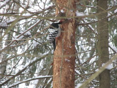 Dendrocopos leucotos
