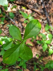 Pavetta gardeniifolia