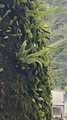 Lepisorus thunbergianus