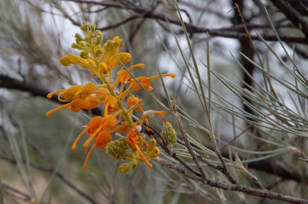 Honeysuckle Grevillea from Jundah QLD 4736, Australia on August 11