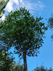 Cussonia transvaalensis