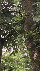 Davallia trichomanoides