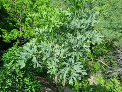 Cussonia transvaalensis