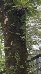 Davallia trichomanoides