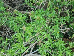 Senecio pleistocephalus