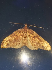 Catarhoe basochesiata