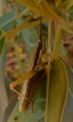 Neorthacris