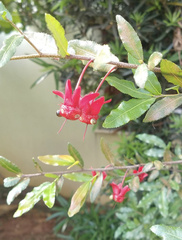 Ochna serrulata