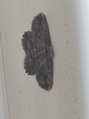 Menophra berenicidaria