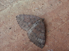 Larentia malvata