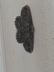 Menophra berenicidaria