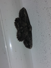 Menophra berenicidaria