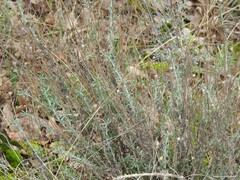 Santolina chamaecyparissus