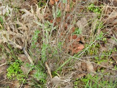 Santolina chamaecyparissus