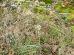 Helichrysum italicum