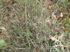 Santolina chamaecyparissus