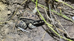 Leptodactylus mystacinus