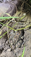 Leptodactylus mystacinus