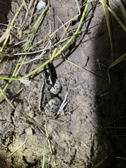 Leptodactylus mystacinus