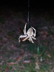 Hortophora