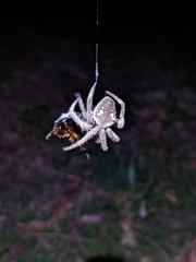 Hortophora