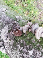 Schizophyllum commune