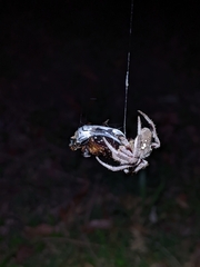 Hortophora