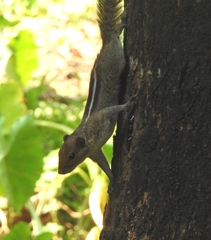 Funambulus tristriatus