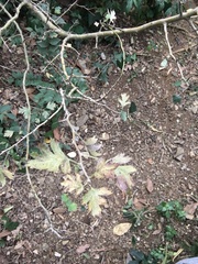 Crataegus monogyna