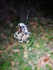 Hortophora