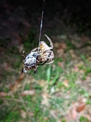 Hortophora