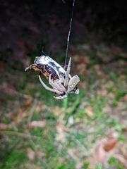 Hortophora