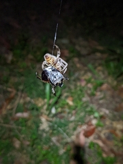 Hortophora