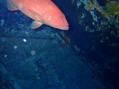 Plectropomus leopardus