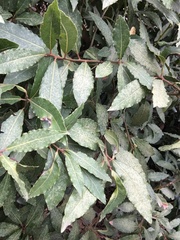 Laurus nobilis