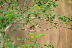 Prinia sylvatica