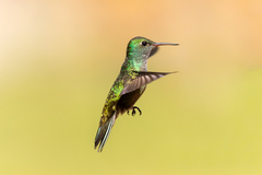 Chrysuronia versicolor