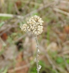Helichrysum italicum