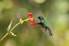Chrysuronia versicolor