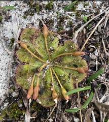Drosera rosulata