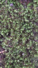 Didymodon