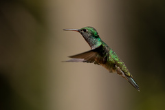 Chrysuronia versicolor