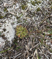 Drosera rosulata