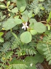 Magnoliopsida