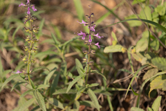 Ocimum americanum