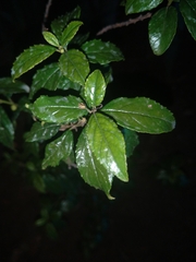 Rhamnus prinoides