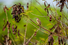 Prinia sylvatica