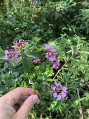 Securidaca diversifolia